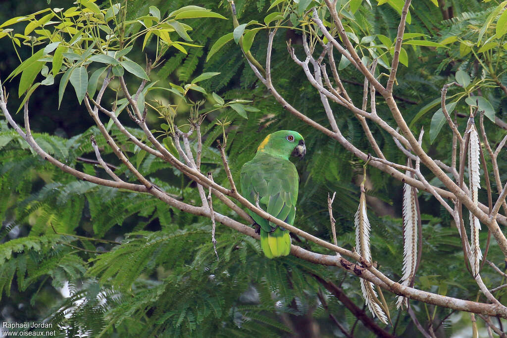 Amazone à nuque d'oradulte, habitat, pigmentation