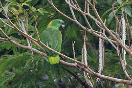 Yellow-naped Amazon