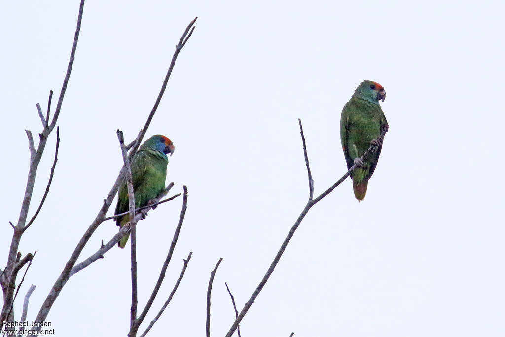 Red-browed Amazonadult, identification