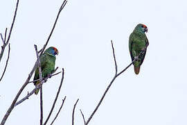 Amazone à sourcils rouges