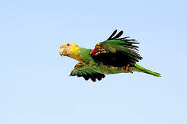 Yellow-headed Amazon