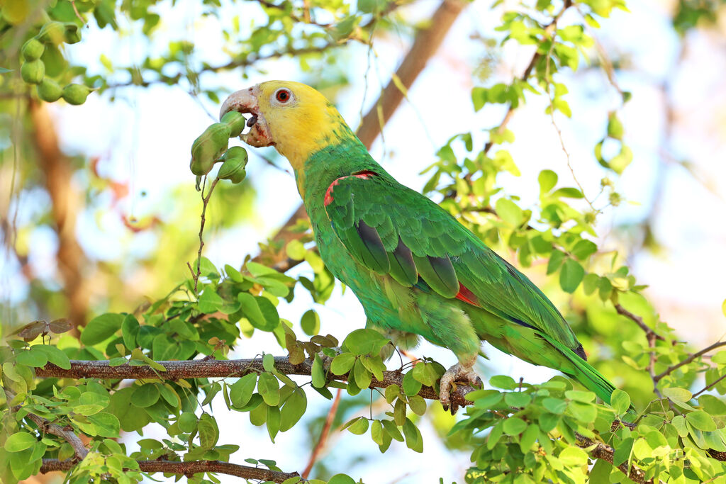 Amazone à tête jaune, mange