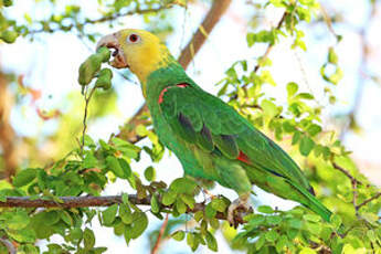 Amazone à tête jaune