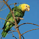 Amazone à tête jaune