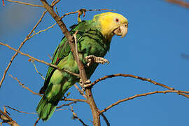 Yellow-headed Amazon