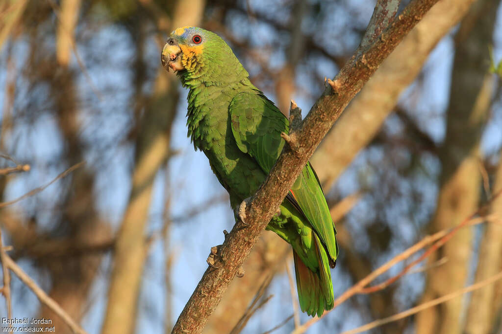 Amazone aourouadulte, identification