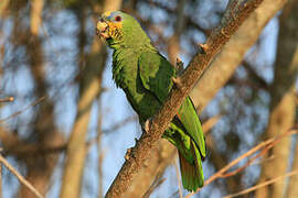 Orange-winged Amazon