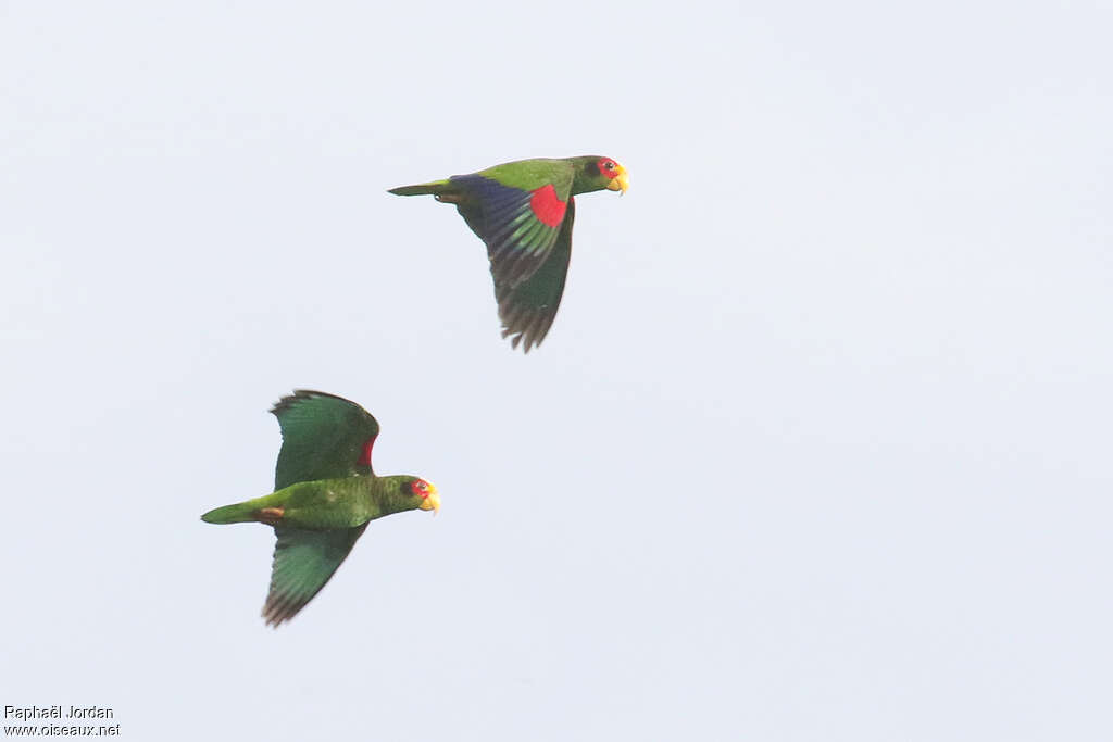 Amazone du Yucatan