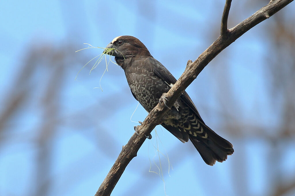 Thick-billed Weaver male adult breeding, Reproduction-nesting