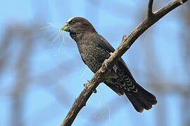 Thick-billed Weaver