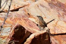 Dusky Grasswren