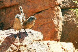 Dusky Grasswren