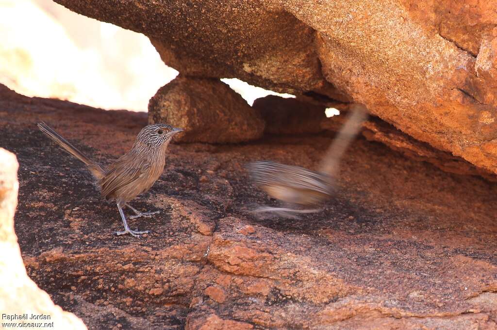 Dusky Grasswrenadult, identification