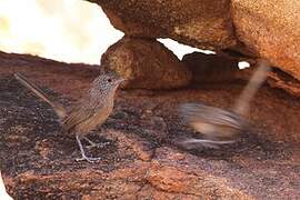 Dusky Grasswren