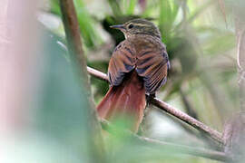 Rusty-winged Barbtail