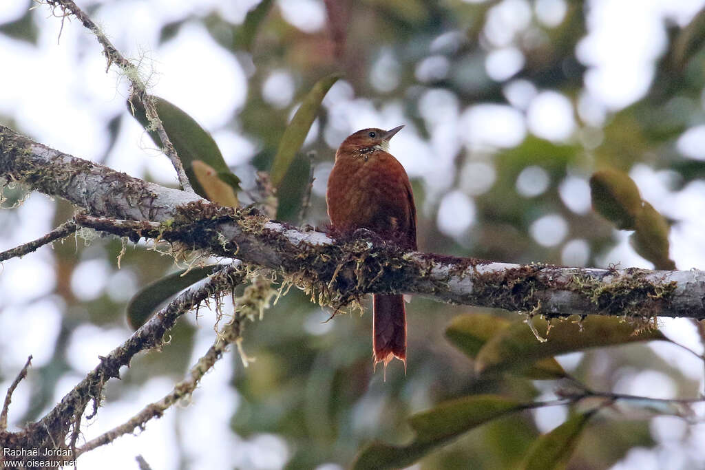 Anabasitte étoilée, identification