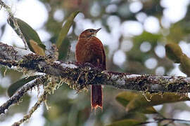 Star-chested Treerunner