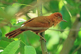 Henna-capped Foliage-gleaner