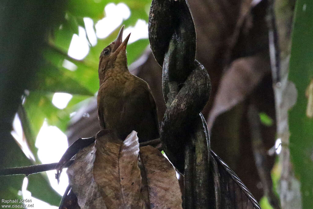 Chestnut-crowned Foliage-gleaner