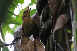 Chestnut-crowned Foliage-gleaner