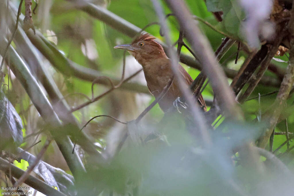 Anabate à couronne rousse