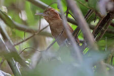 Anabate à couronne rousse