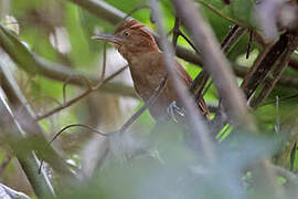 Chestnut-crowned Foliage-gleaner