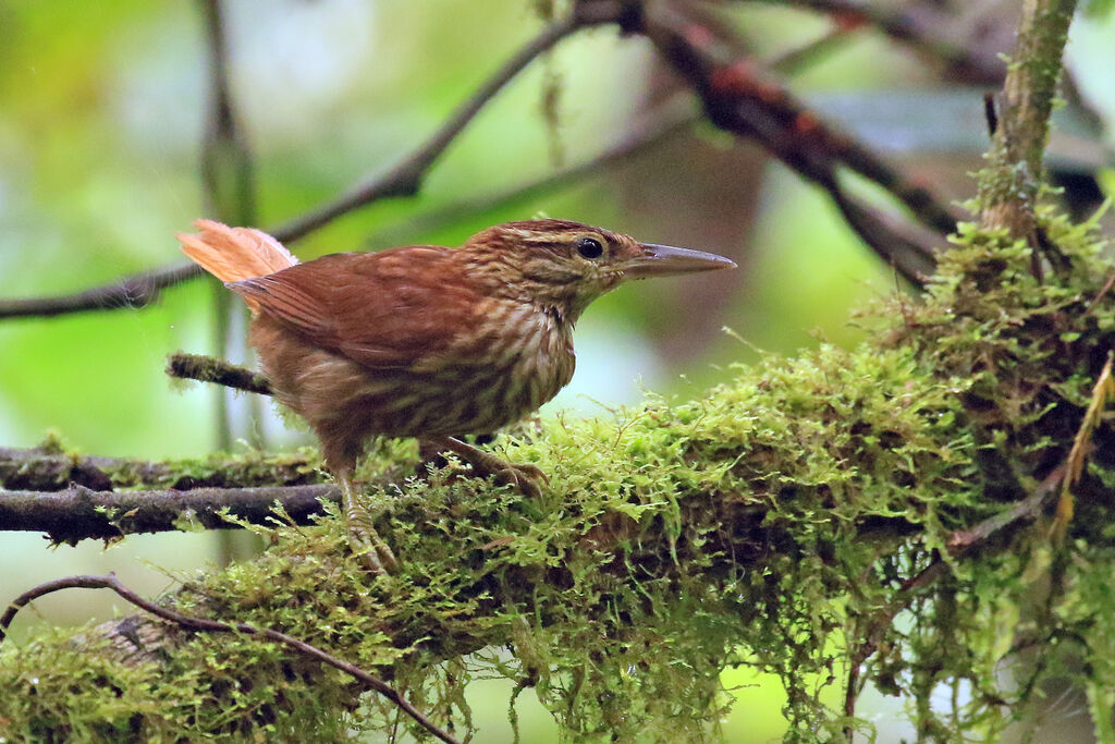 Pale-browed Treehunter