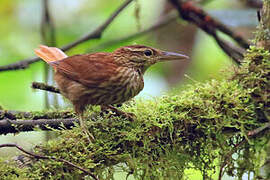 Pale-browed Treehunter