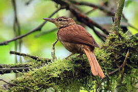 Pale-browed Treehunter