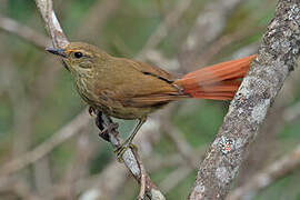 Buff-browed Foliage-gleaner