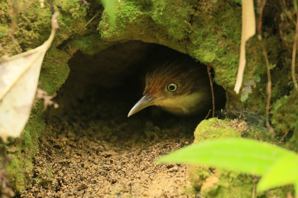 White-eyed Foliage-gleaner, Reproduction-nesting