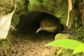 White-eyed Foliage-gleaner