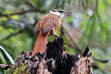 Anabate de Boissonneau