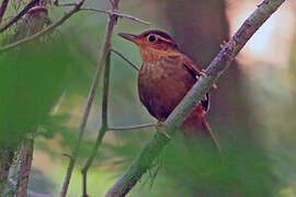 Fawn-throated Foliage-gleaner