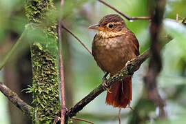 Fawn-throated Foliage-gleaner