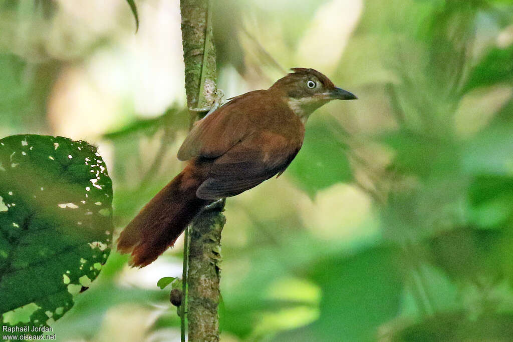 Anabate du Pernambucoadulte, identification