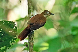 Pernambuco Foliage-gleaner