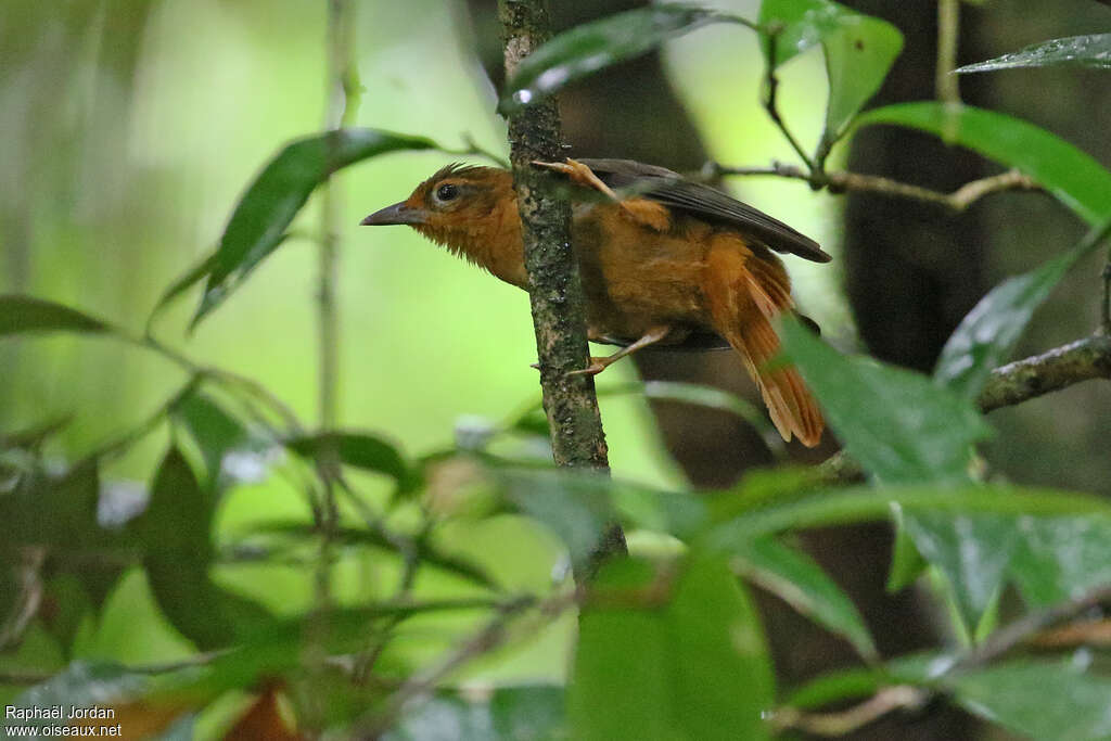 Cinnamon-rumped Foliage-gleaneradult