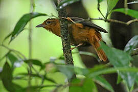 Cinnamon-rumped Foliage-gleaner