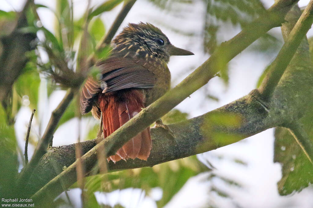 Flammulated Treehunter, identification