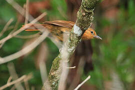 Planalto Foliage-gleaner