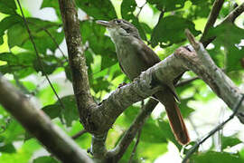 Olive-backed Foliage-gleaner