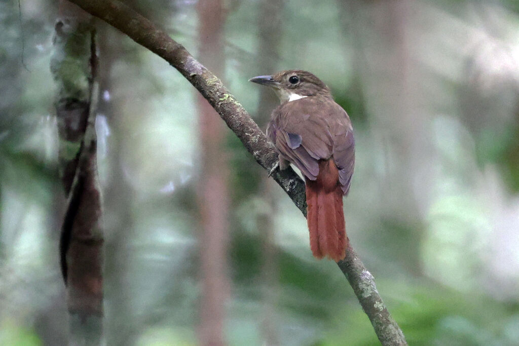 Olive-backed Foliage-gleaner