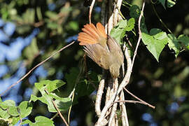 Rufous-tailed Foliage-gleaner