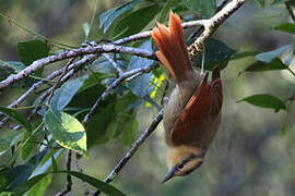 Buff-fronted Foliage-gleaner