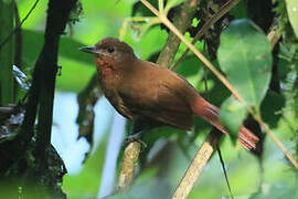 Ruddy Foliage-gleaner