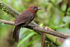 Ruddy Foliage-gleaner