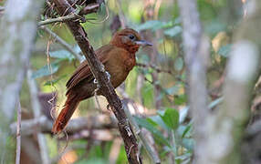 Ruddy Foliage-gleaner