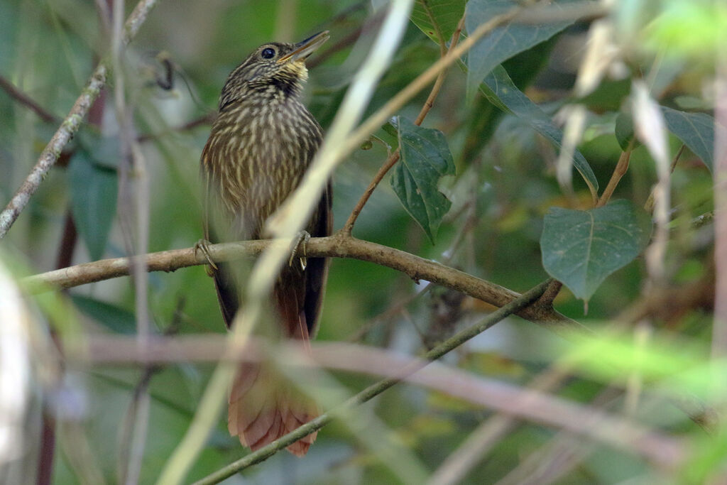 Lineated Foliage-gleaner